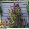 Buddleja 'Butterfly Towers'
