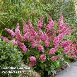 Buddleja 'Butterfly Candy Little Pink' -Garden Central Sales Store BUDD PINK G