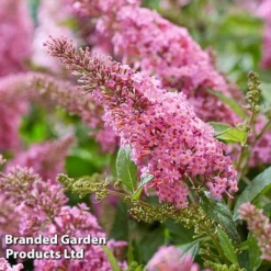 Buddleja 'Butterfly Candy Little Pink' -Garden Central Sales Store BUDD PINK H