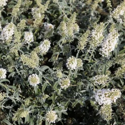 Buddleja Davidii 'White Ball'