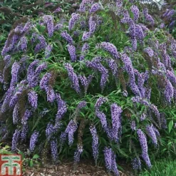Buddleja Davidii 'Wisteria Lane' -Garden Central Sales Store BUDD T73682 A h