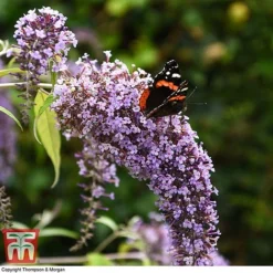 Buddleja Davidii 'Wisteria Lane' -Garden Central Sales Store BUDD T73682 D