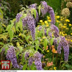 Buddleja Davidii 'Wisteria Lane' -Garden Central Sales Store BUDD T73682 E