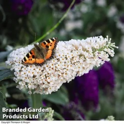 Buddleja 'Buzz&reg; Trio Collection' -Garden Central Sales Store BUDD TKA1011 C1