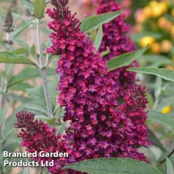 Buddleja 'Buzz&reg; Trio Collection' -Garden Central Sales Store BUDD TKA1011 D1