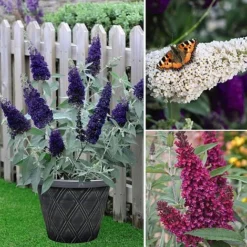 Buddleja 'Buzz&reg; Trio Collection' -Garden Central Sales Store BUDD TKA1011 NOW3