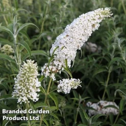 Buddleja Davidii 'White Profusion' -Garden Central Sales Store BUDD WHITEPROF S23800