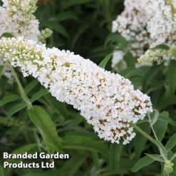 Buddleja Davidii 'White Profusion' -Garden Central Sales Store BUDD WHITEPROF S23801