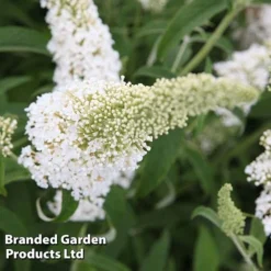Buddleja Davidii 'White Profusion' -Garden Central Sales Store BUDD WHITEPROF S23802