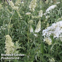 Buddleja Davidii 'White Profusion' -Garden Central Sales Store BUDD WHITEPROF S23803