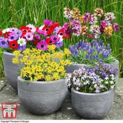 Bulb Bonanza Collection Mix