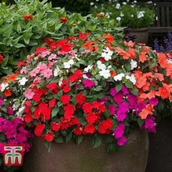 Garden Ready Bedding Collection -Garden Central Sales Store BUSY KB3223 C1