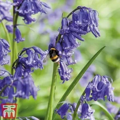 Spring Bulb Variety Bundle -Garden Central Sales Store Bee3