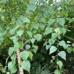 Silver Birch Tree (Betula Pendula) Grown By Cotswold Trees -Garden Central Sales Store Birch Leaves
