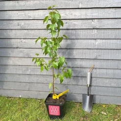 Silver Birch Tree (Betula Pendula) Grown By Cotswold Trees -Garden Central Sales Store Birch Main