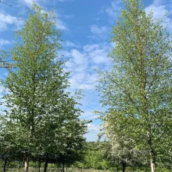 Silver Birch Tree (Betula Pendula) Grown By Cotswold Trees -Garden Central Sales Store Birch Trees