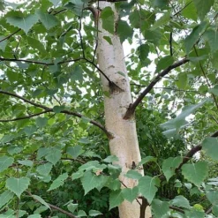 Silver Birch Tree (Betula Pendula) Grown By Cotswold Trees -Garden Central Sales Store Birch Trunk