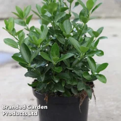 Euonymus Japonicus -Garden Central Sales Store BrandedGP Copyright Image20euonymus4