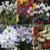 Spring Bulb Bonanza