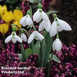 Spring Bulb Bonanza -Garden Central Sales Store Bulb Spring Bonanza KC8689C