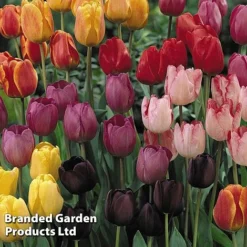 Spring Bulb Bonanza -Garden Central Sales Store Bulb Spring Bonanza KC8689F