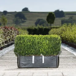 Common Box Ready Bag Instant Hedge 1m (pre-grown)