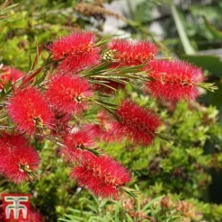 Callistemon 'Masotti Mini Red' -Garden Central Sales Store CALL KB0584 C