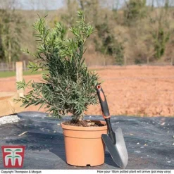 Callistemon 'Masotti Mini Red' -Garden Central Sales Store CALL KB0584 L