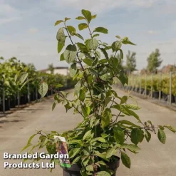 Callicarpa Bodinieri 'Imperial Pearl'