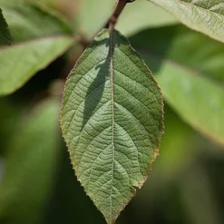 Callicarpa Bodinieri 'Imperial Pearl' -Garden Central Sales Store CALL IMPERIALP S45267 NOW