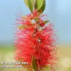 Callistemon Laevis