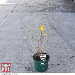 Calycanthus 'Venus' -Garden Central Sales Store CALY 68284 A