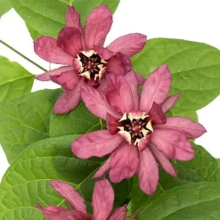 Calycanthus Duo -Garden Central Sales Store CALY KA9176 C