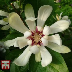Calycanthus Duo -Garden Central Sales Store CALY KA9176 D