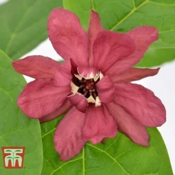 Calycanthus Duo -Garden Central Sales Store CALY KA9176 E