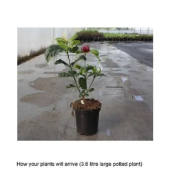 Calycanthus X Raulstonii 'Hartlage Wine' -Garden Central Sales Store CALY T67880 B h