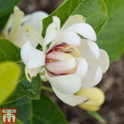 Calycanthus 'Venus' -Garden Central Sales Store CALY T68284 C