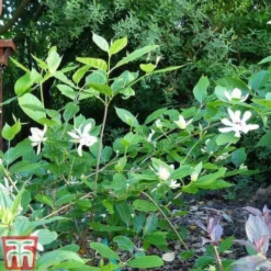 Calycanthus 'Venus' -Garden Central Sales Store CALY T68284 D