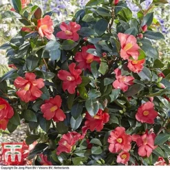 Camellia '1001 Summer Nights' Jasmine -Garden Central Sales Store CAM WKB6245 F