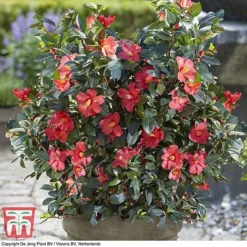 Camellia '1001 Summer Nights' Jasmine -Garden Central Sales Store CAM WKB6245 G
