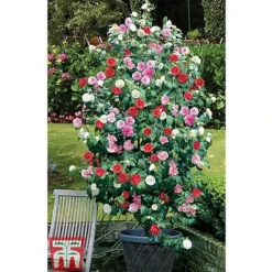 Camellia 'Tricolour' -Garden Central Sales Store CAME T44757 E