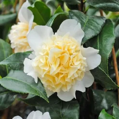 Camellia 'Brushfield's Yellow' -Garden Central Sales Store CAME T70863 C