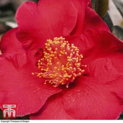 Nurseryman's Choice Camellia -Garden Central Sales Store CAME WKB8702 D