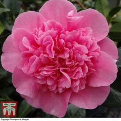 Nurseryman's Choice Camellia -Garden Central Sales Store CAME WKB8702 E