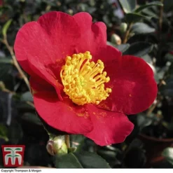 Nurseryman's Choice Camellia -Garden Central Sales Store CAME WKB8702 F