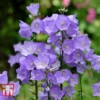 Campanula Persicifolia 'Telham Beauty'
