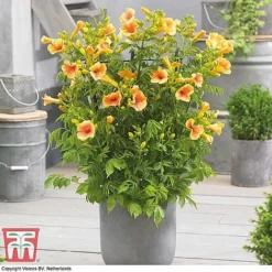 Campsis Trio -Garden Central Sales Store CAMP KB3123 D2