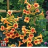 Campsis X Tagliabuana 'Indian Summer'