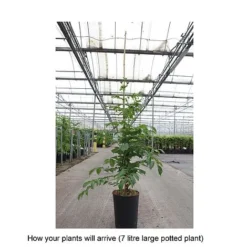 Campsis X Tagliabuana 'Yellow Trumpet' 8 Campsis X Tagliabuana 'Yellow Trumpet' -Garden Central Sales Store CAMP T67892 B h