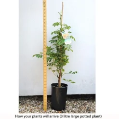 Campsis X Tagliabuana 'Yellow Trumpet' 9 Campsis X Tagliabuana 'Yellow Trumpet' -Garden Central Sales Store CAMP T67892 C h